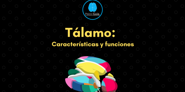 El tálamo es la gran estructura, compuesta por dos lóbulos (o partes), que constituye la porción superior del tronco encefálico. Cada lóbulo se asienta a uno de los lados del tercer ventrículo, y los dos están unidos por la masa intermedia, que atraviesa el ventrículo. En la superficie del tálamo se pueden observar láminas (capas) blancas, formadas por axones mielinizados. Dos masas esféricas de tejido gris, situadas dentro de la zona media del cerebro, entre los dos hemisferios cerebrales. Es un centro de integración de gran importancia que recibe las señales sensoriales y donde las señales motoras de salida pasan hacia y desde la corteza cerebral. El tálamo es el principal centro de relación entre la médula y el cerebro, en él terminan todas las vías sensitivas importantes y con su mediación se produce la respuesta emocional a las sensaciones.