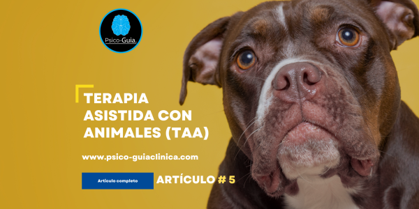 Terapia Asistida con animales (TAA) Psico-Guia Publicado elabril 1, 2020 Para Kruger & Serpell (2006) la Terapia Asistida con Animales (TAA) es una intervención dirigida por un profesional de la salud experto, en la cual un animal que cumple criterios específicos, es parte integral del proceso de tratamiento; características clave del proceso incluyen que las metas y objetivos se diseñan para cada práctica individual y estas se evalúan. En los últimos años esta tendencia a utilizar animales como apoyo terapéutico ha aumentado, tanto así que la mayoría de aerolíneas involucran una sección sobre las condiciones para llevar al animal de apoyo consigo en el vuelo, según los análisis de Nimer y Lundahl (2007), los beneficios de la TAA han incrementado el efecto en la mejoría de pacientes en cuatro áreas síntomas de autismo, dificultades médicas, problemas conductuales y bienestar emocional. En la meta-análisis se concluye que la TAA es una intervención efectiva