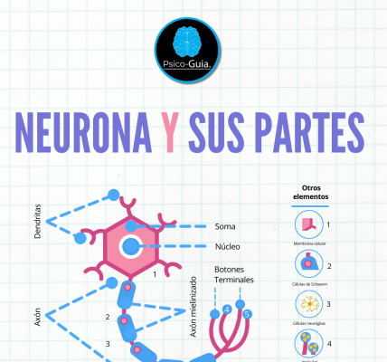 Neurona y sus partes