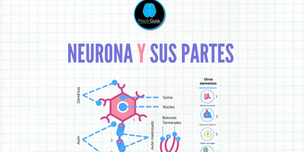 Neurona y sus partes