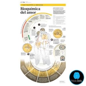 Bioquímica del Amor
El cerebro, con sus cien mil millones de neuronas, es la sede del deseo y el amor; en el cerebro se gestan los procesos que nos hacen desear y amar. Sin embargo, los neurólogos, los antropólogos, los sexólogos y los psicólogos coinciden en el sentido de que el amor es una experiencia absolutamente espiritual. Ni siquiera los más sexistas de entre nosotros pueden negar y desacreditar este hecho.