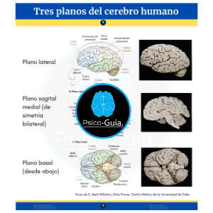 Orientación visual y planos anatómicosTomado de: El cerebro humano método de autoaprendizaje utilizando el color (The Human Brain – Student’s Self-Test Co/oring Book, 2016).
Existen términos específicos para describir la orientación y las relaciones del cuerpo y sus partes. Las secciones corporales se describen en términos de planos anatómicos (superficies planas). 
