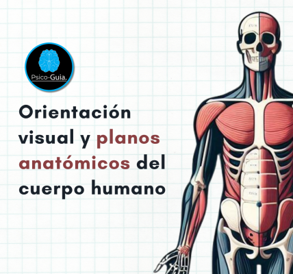 Existen términos específicos para describir la orientación y las relaciones del cuerpo y sus partes. Las secciones corporales se describen en términos de planos anatómicos (superficies planas). Se trata de líneas imaginarias verticales u horizontales que atraviesan un cuerpo en posición anatómica (es decir, con el cuerpo erguido, los pies juntos con los dedos apuntando hacia delante y los brazos a los lados con las palmas mirando hacia delante). Un plano transversal (axial u horizontal) corta el cuerpo horizontalmente de lado a lado y lo separa en una parte superior y una parte inferior.