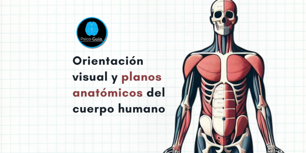 Existen términos específicos para describir la orientación y las relaciones del cuerpo y sus partes. Las secciones corporales se describen en términos de planos anatómicos (superficies planas). Se trata de líneas imaginarias verticales u horizontales que atraviesan un cuerpo en posición anatómica (es decir, con el cuerpo erguido, los pies juntos con los dedos apuntando hacia delante y los brazos a los lados con las palmas mirando hacia delante). Un plano transversal (axial u horizontal) corta el cuerpo horizontalmente de lado a lado y lo separa en una parte superior y una parte inferior.