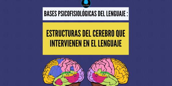 De esta manera surgen los modelos teóricos que buscan explicar y ubicar la complejidad del proceso del lenguaje humano con el propósito de dar sentido tanto a los hallazgos como a las afecciones relacionadas al mismo. Algunos de estos modelos son: Modelo Broca y Wernicke (Localizacionismo y Conexionismo) Modelo Wernicke - Lichtheim (Conexionista Clásico) Modelo de Geschwind (Neoconexionista) Modelo de doble ruta de Hickok y Poeppel Modelo jerárquico de John Hughlings Jackson. Modelo Neo-localizacionista de Korbinian Brodman Modelo de los procesos de Luira