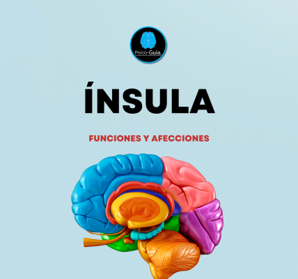Entre sus tareas se encuentran funciones viscerales; también junto a la amígdala desempeña un rol importante en la ansiedad (Etkin y Wager, 2007), en respuesta a imágenes de rostros emocionales, con el apetito, dolor, y otras funciones más.
