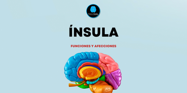 Entre sus tareas se encuentran funciones viscerales; también junto a la amígdala desempeña un rol importante en la ansiedad (Etkin y Wager, 2007), en respuesta a imágenes de rostros emocionales, con el apetito, dolor, y otras funciones más.