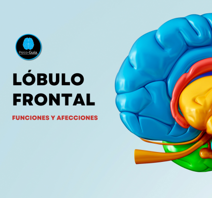 Aunque sus límites no están definidos con precisión, la corteza frontal humana es la más voluminosa de los cuatro lóbulos que integran el cerebro; dado que ocupa la mitad anterior del cráneo hasta la región silviana (por debajo) y la cisura de Rolando (por detrás).