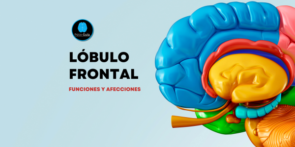 Aunque sus límites no están definidos con precisión, la corteza frontal humana es la más voluminosa de los cuatro lóbulos que integran el cerebro; dado que ocupa la mitad anterior del cráneo hasta la región silviana (por debajo) y la cisura de Rolando (por detrás).