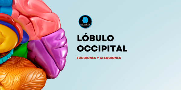 La corteza del lóbulo occipital está dedicada a la visión, las áreas primarias identifican los parámetros sensoriales correspondientes a color, brillo y movimiento de las imágenes visuales recibidas en la retina, las secundarias integran unimodalmente las sensaciones visuales y las terciarias ejercen una integración en colaboración con la información de áreas temporales y parietales.