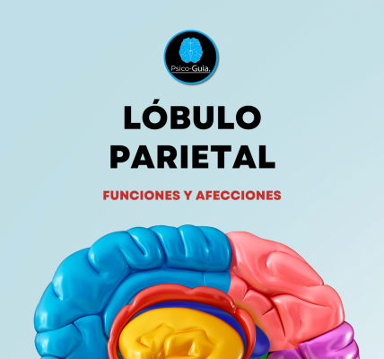 La corteza somatosensorial (también conocida como giro postcentral) del lóbulo parietal procesa la información proveniente de la piel, articulaciones y músculos. La transmisión nerviosa a través del SNP ingresa en la médula espinal y luego se dirige al tálamo del encéfalo antes de ser enviada a la corteza somatosensorial para su procesamiento. La corteza motora primaria (también llamada giro precentral) envía información de la corteza a los sistemas motores del cuerpo.