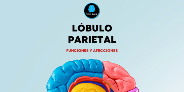 La corteza somatosensorial (también conocida como giro postcentral) del lóbulo parietal procesa la información proveniente de la piel, articulaciones y músculos. La transmisión nerviosa a través del SNP ingresa en la médula espinal y luego se dirige al tálamo del encéfalo antes de ser enviada a la corteza somatosensorial para su procesamiento. La corteza motora primaria (también llamada giro precentral) envía información de la corteza a los sistemas motores del cuerpo.