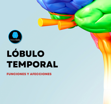 Los lóbulos temporales se encuentran por debajo de los lóbulos frontal y parietal; en las caras laterales del encéfalo, separados de ellos por la cisura lateral. Los lóbulos temporales intervienen en el procesamiento de información auditiva y de otra información visual de nivel superior.