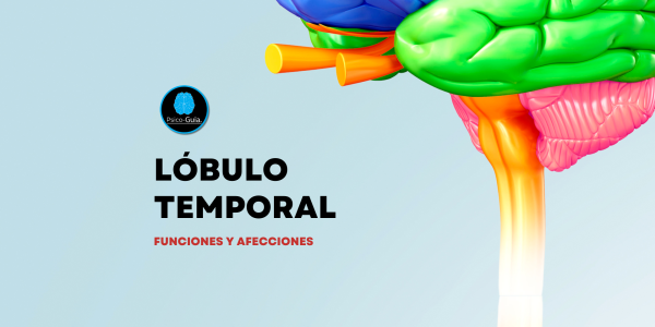 Los lóbulos temporales se encuentran por debajo de los lóbulos frontal y parietal; en las caras laterales del encéfalo, separados de ellos por la cisura lateral. Los lóbulos temporales intervienen en el procesamiento de información auditiva y de otra información visual de nivel superior.