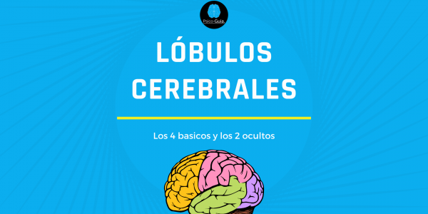 Los lóbulos cerebrales son subdivisiones que agrupan funciones especificas. Cada lóbulo tiene áreas funcionales y asociativas. En cada lóbulo hay zonas que desempeñan funciones específicas, pero existe una gran interacción entre ellas.