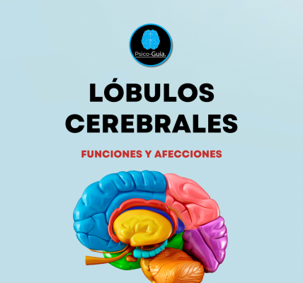 Los lóbulos cerebrales son subdivisiones que agrupan funciones especificas. Cada lóbulo tiene áreas funcionales y asociativas. En cada lóbulo hay zonas que desempeñan funciones específicas, pero existe una gran interacción entre ellas.
