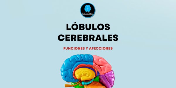 Los lóbulos cerebrales son subdivisiones que agrupan funciones especificas. Cada lóbulo tiene áreas funcionales y asociativas. En cada lóbulo hay zonas que desempeñan funciones específicas, pero existe una gran interacción entre ellas.