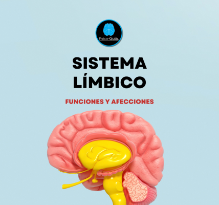 El sistema límbico gobierna la expresión de las emociones (miedo, enfado, rabia, felicidad, tristeza, etc.)