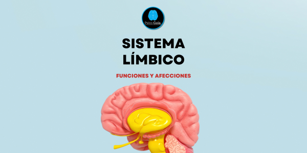 El sistema límbico gobierna la expresión de las emociones (miedo, enfado, rabia, felicidad, tristeza, etc.)