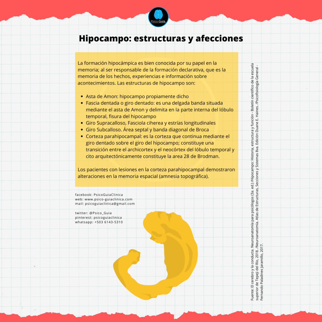 El hipocampo, es descrito como una estructura subcortical; que se localiza anatómicamente en la parte medial del lóbulo temporal (en la cara ventromedial del asta temporal del ventrículo lateral).