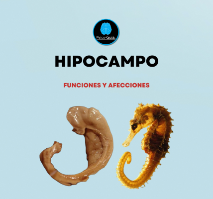 El hipocampo, es descrito como una estructura subcortical; que se localiza anatómicamente en la parte medial del lóbulo temporal (en la cara ventromedial del asta temporal del ventrículo lateral).