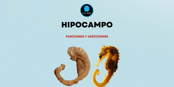 El hipocampo, es descrito como una estructura subcortical; que se localiza anatómicamente en la parte medial del lóbulo temporal (en la cara ventromedial del asta temporal del ventrículo lateral).