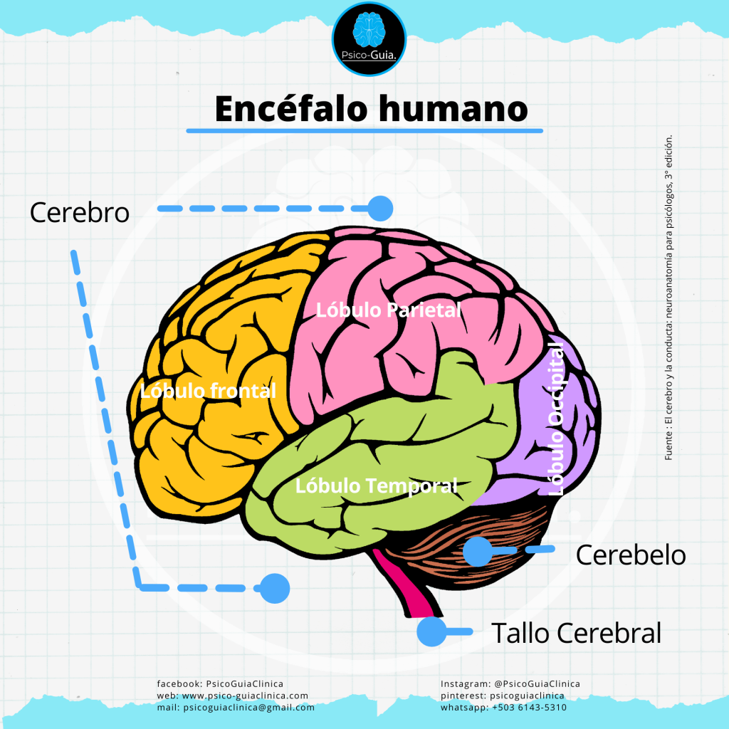consta de 3 estructuras principales, de el cerebro, el cerebelo y el tronco cerebral.