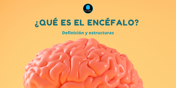 El encéfalo es la estructura más importante del sistema nervioso, ya que es responsable de coordinar y controlar todas las funciones corporales. Sin el encéfalo, no podríamos pensar, sentir, movernos ni realizar cualquier tarea diaria. El encéfalo consta de 3 estructuras principales, de el cerebro, el cerebelo y el tronco cerebral.