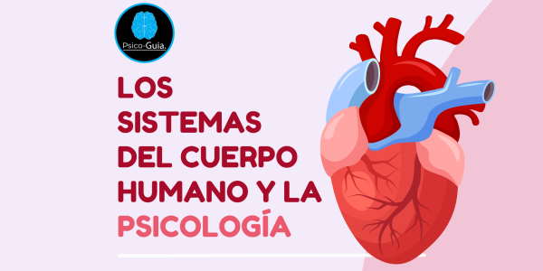 La psicología está estrechamente relacionada con el estudio de diferentes sistemas del organismo humano a través de una rama conocida como psicofisiología o psicobiología. Esta disciplina se enfoca en comprender la interacción entre los procesos psicológicos y los sistemas fisiológicos del cuerpo. Algunas formas en que la psicología se conecta con el estudio de estos sistemas: