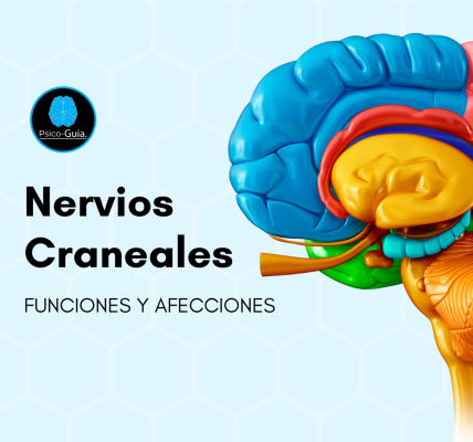 Nervios Craneales