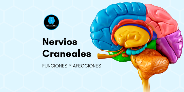 Nervios Craneales