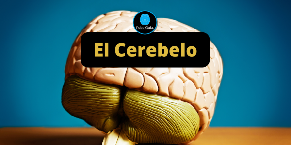 El Cerebelo