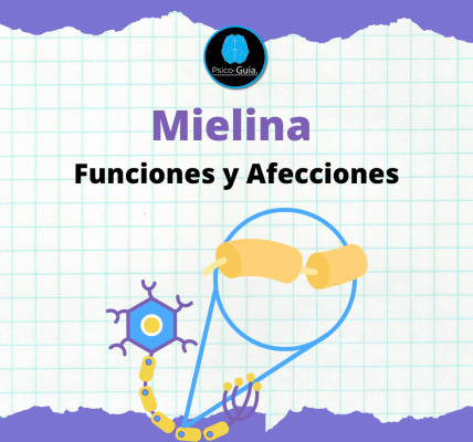La mielina es una sustancia esencial para el funcionamiento del sistema nervioso, ya que recubre y protege las fibras nerviosas, permitiendo la transmisión rápida y eficiente de los impulsos eléctricos.