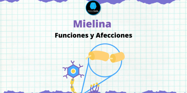 La mielina es una sustancia esencial para el funcionamiento del sistema nervioso, ya que recubre y protege las fibras nerviosas, permitiendo la transmisión rápida y eficiente de los impulsos eléctricos.