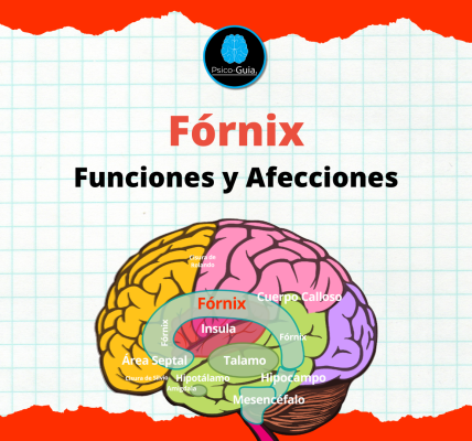 El fórnix es una estructura del sistema límbico, crucial para la comunicación entre diversas regiones cerebrales implicadas en la memoria y el procesamiento emocional.