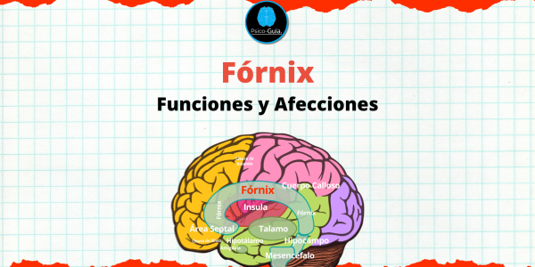 El fórnix es una estructura del sistema límbico, crucial para la comunicación entre diversas regiones cerebrales implicadas en la memoria y el procesamiento emocional.