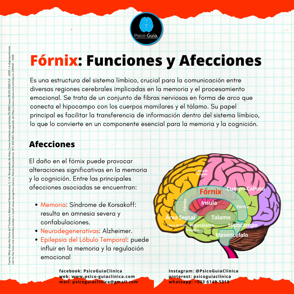 El fórnix es una estructura del sistema límbico, crucial para la comunicación entre diversas regiones cerebrales implicadas en la memoria y el procesamiento emocional.