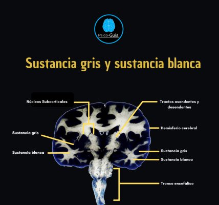 Vista de la sustancia gris y blanca.