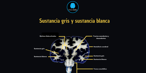 Vista de la sustancia gris y blanca.