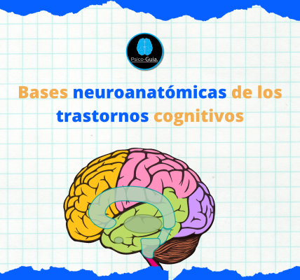 Los trastornos cognitivos implican dificultades en funciones mentales superiores como la memoria, la atención, el lenguaje, la percepción y las funciones ejecutivas. Estas funciones no solo dependen del buen funcionamiento de cada neurona, sino también de la organización estructural del cerebro y la interconexión entre distintas áreas cerebrales. Comprender las bases neuroanatómicas de estos trastornos nos permite localizar con mayor precisión las áreas cerebrales afectadas, lo cual es clave para realizar diagnósticos certeros, diseñar tratamientos personalizados y comprender la relación entre cerebro y conducta.