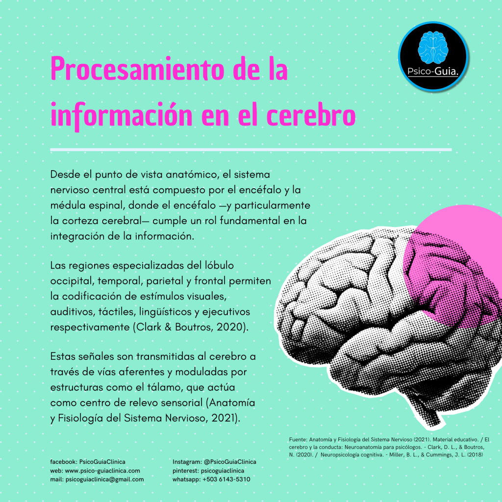 El procesamiento de la información en el cerebro humano es un fenómeno complejo que articula estructuras anatómicas, funciones fisiológicas y procesos cognitivos de alto nivel. Entender cómo el cerebro transforma estímulos sensoriales en respuestas organizadas y adaptativas requiere una mirada integrada desde la neuroanatomía, la fisiología neural y la neuropsicología cognitiva. Esta interacción permite comprender cómo las estructuras cerebrales dan soporte a las funciones mentales, y cómo estas funciones emergen de la actividad neuronal coordinada.