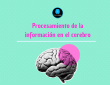 El procesamiento de la información en el cerebro humano es un fenómeno complejo que articula estructuras anatómicas, funciones fisiológicas y procesos cognitivos de alto nivel. Entender cómo el cerebro transforma estímulos sensoriales en respuestas organizadas y adaptativas requiere una mirada integrada desde la neuroanatomía, la fisiología neural y la neuropsicología cognitiva. Esta interacción permite comprender cómo las estructuras cerebrales dan soporte a las funciones mentales, y cómo estas funciones emergen de la actividad neuronal coordinada.