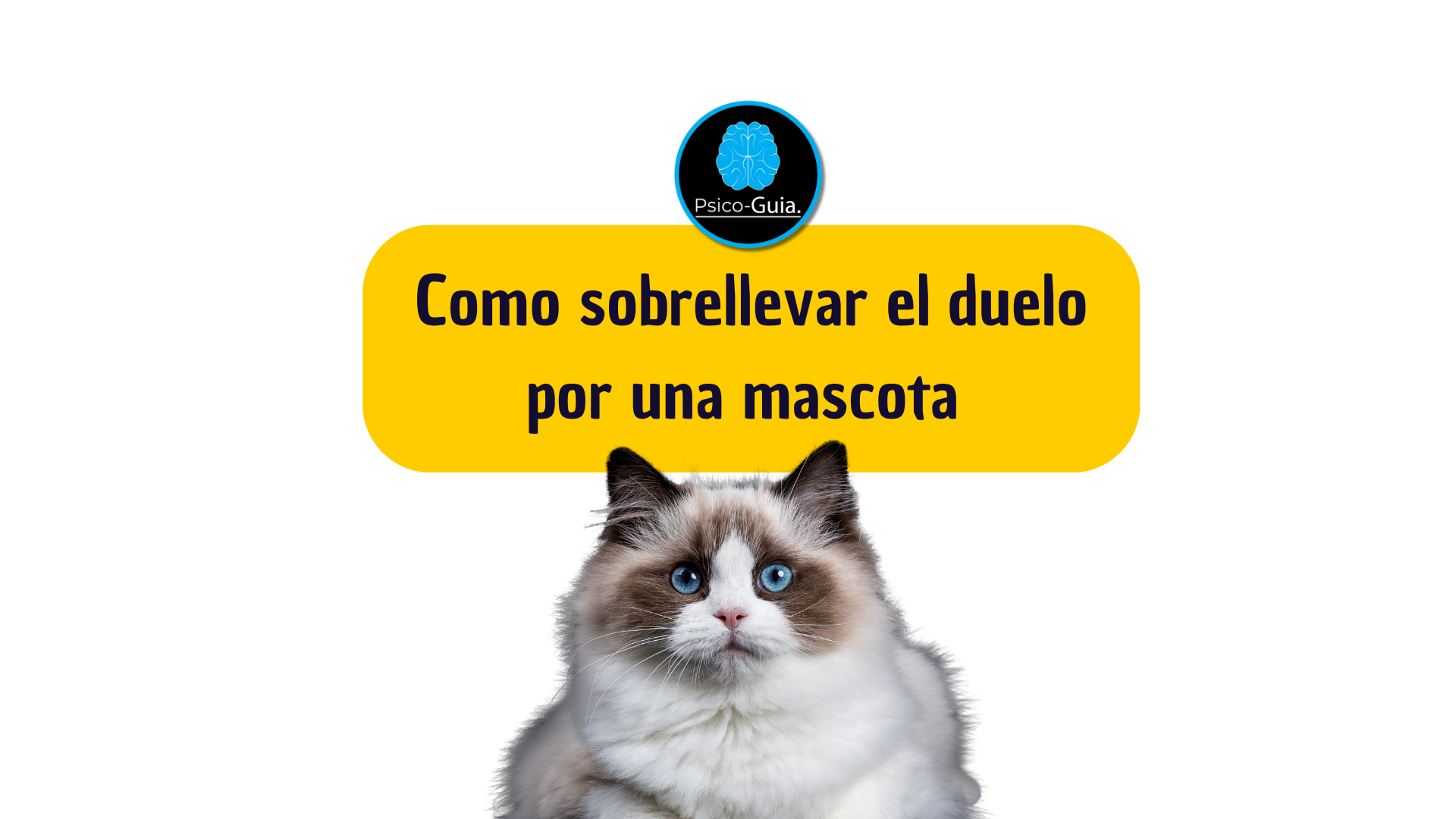 Como sobrellevar el duelo por una mascota
